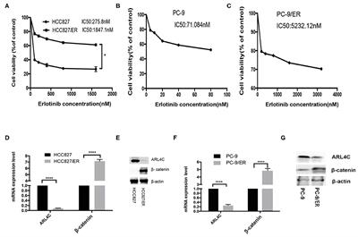 The Role of ARL4C in Erlotinib Resistance: Activation of the Jak2/Stat 5/β-Catenin Signaling Pathway